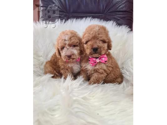 Labradoodle κουτάβια F1B